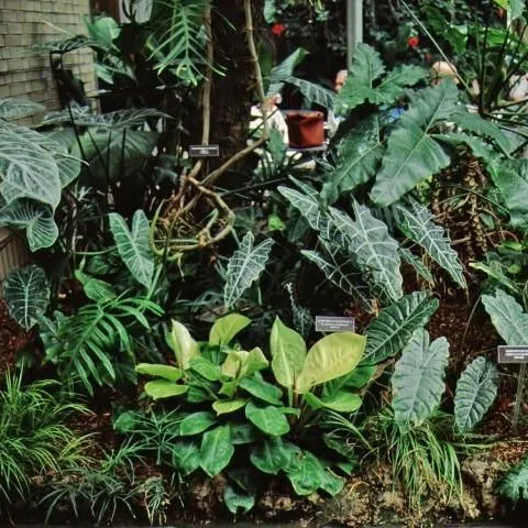 thumbnail for publication: Alocasia spp.: Elephant's Ear, Alocasia, Taro